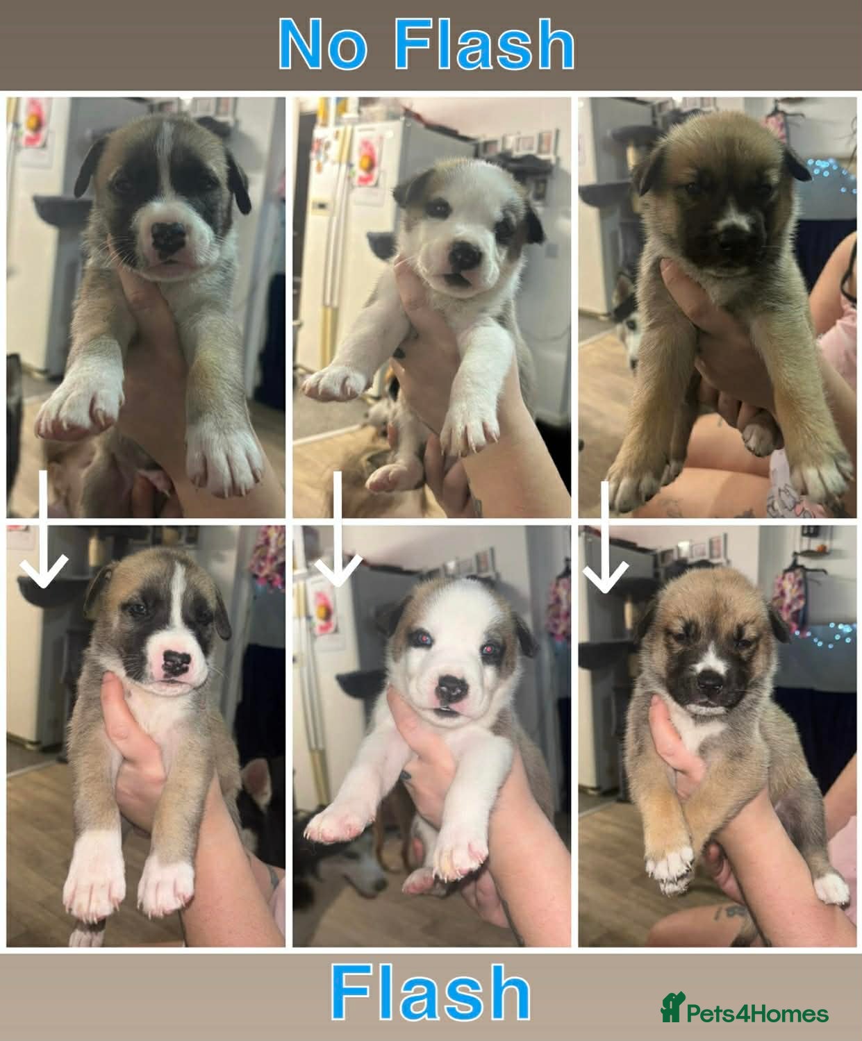 Mixed Breed dogs HUSKY CROSS STAFFY - Advert 1