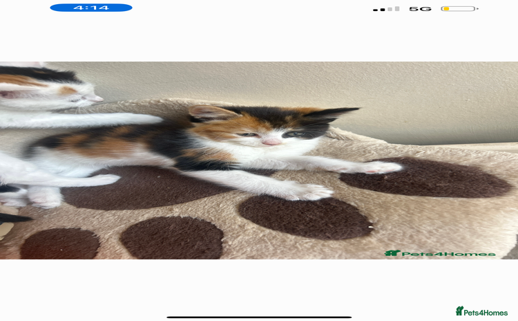 Mixed Breed cats - Advert 8