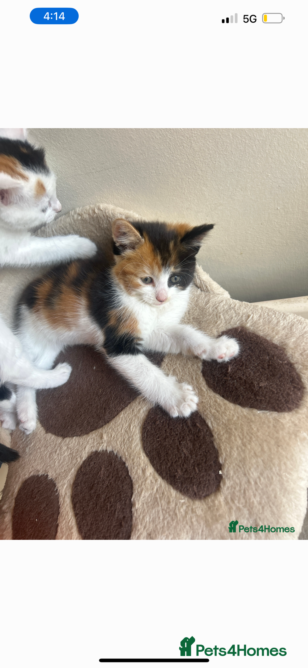 Mixed Breed cats for sale: Dark calico sold - Image 1