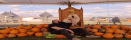 Samoyed dogs for stud: KC Registered Samoyed Male Available for Stud - Advert 2