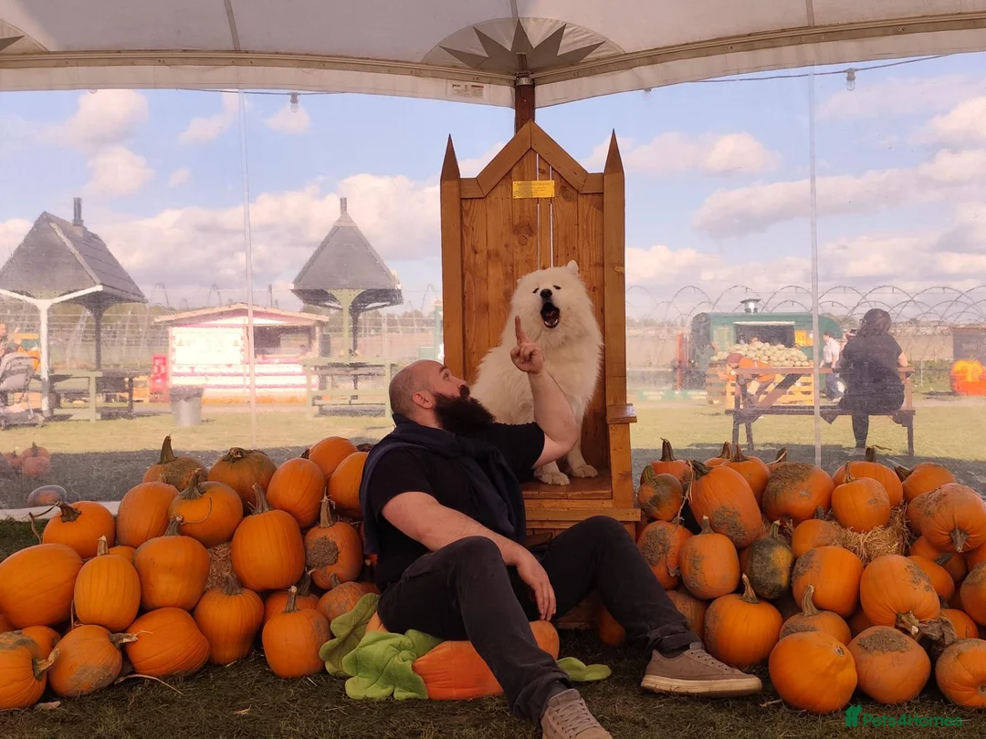 Samoyed dogs for stud: KC Registered Samoyed Male Available for Stud - Advert 2