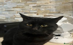 British Shorthair cats for sale: BLACK BRITISH SHORT HAIR CAT (comes with cat food) - Image 2
