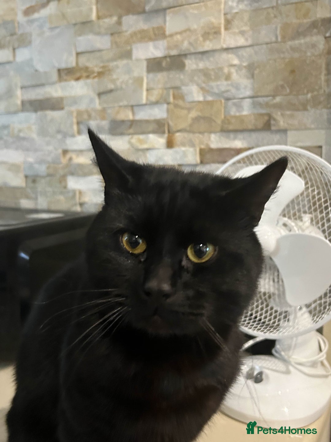British Shorthair cats for sale: BLACK BRITISH SHORT HAIR CAT (comes with cat food) - Image 2