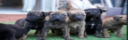 Mixed Breed dogs for sale: German sheppard X staffie cross puppies  - Advert 3
