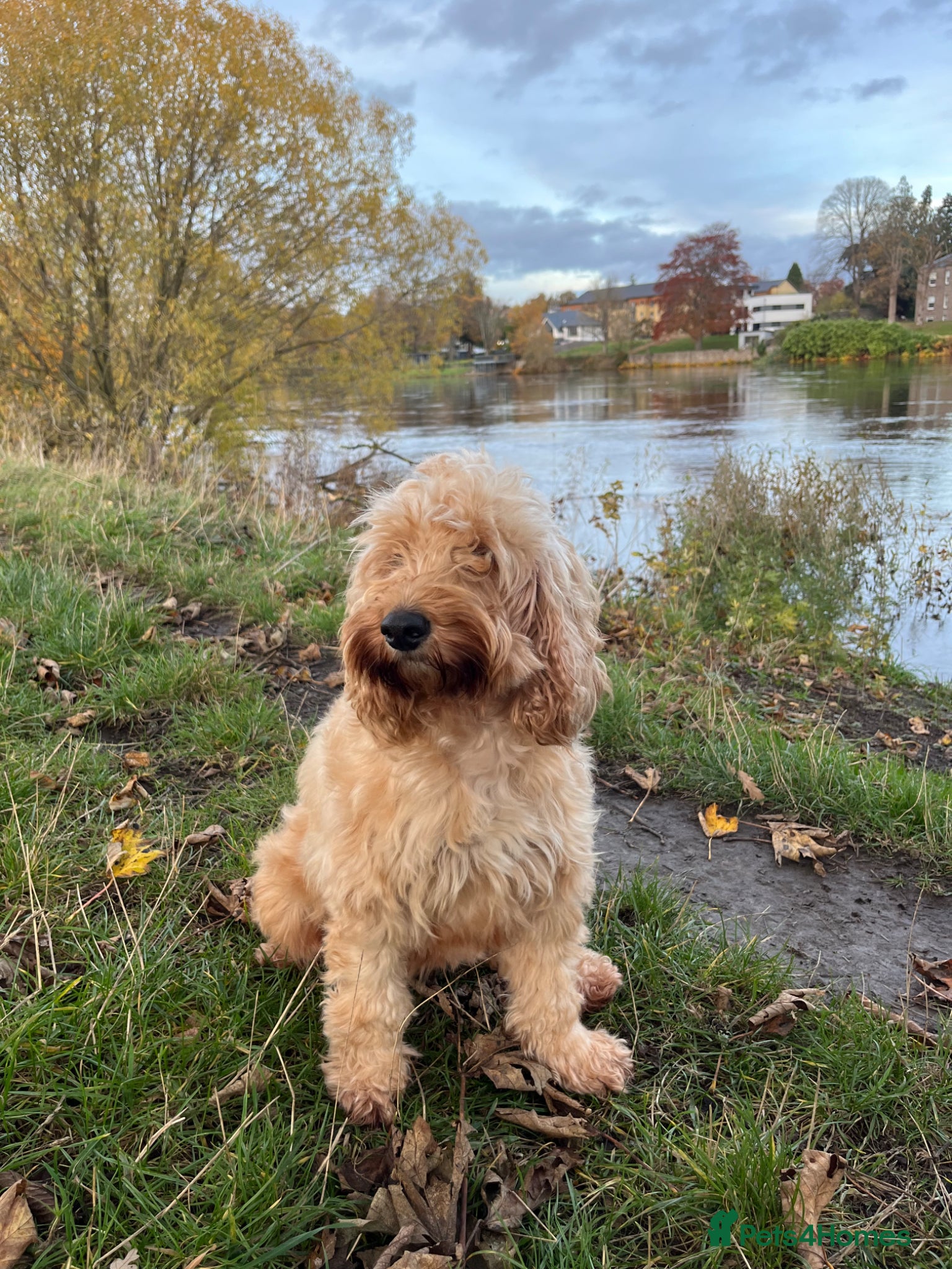 Cockapoo dogs for sale: 🐶🏡 Adorable Male Cockapoo Puppy 🏡🐶 - Advert 5