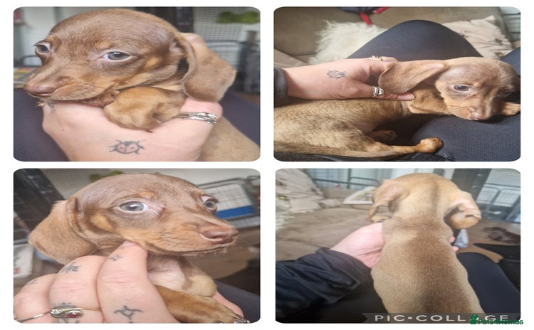 Miniature Dachshund dogs - Advert 11