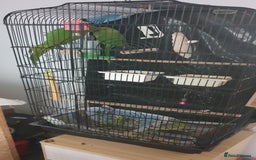 Ringnecks birds for sale: Indian ring nack parrot  - Image 5