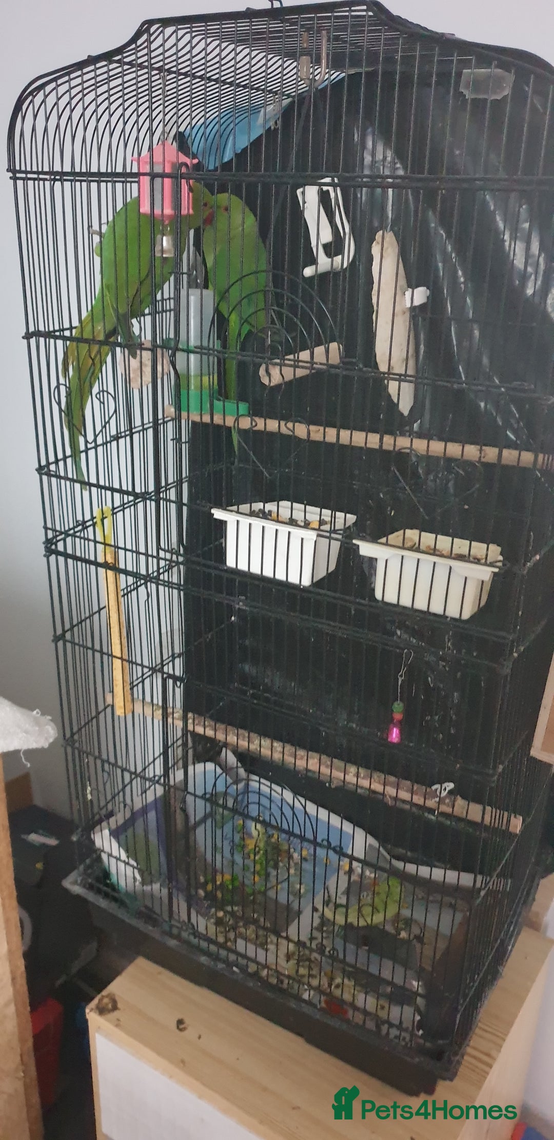 Ringnecks birds for sale: Indian ring nack parrot  - Image 5
