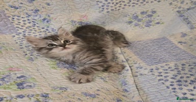 Maine Coon cats - Advert 15