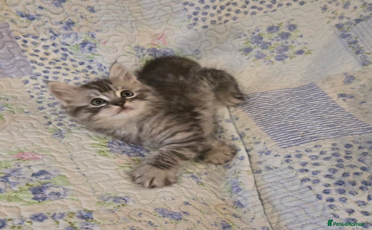 Maine Coon cats - Advert 1