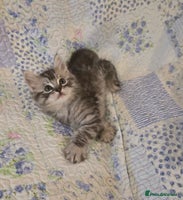 Maine Coon cats - Advert 6