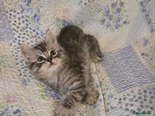 Maine Coon cats - Advert 29