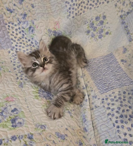 Maine Coon cats - Advert 2