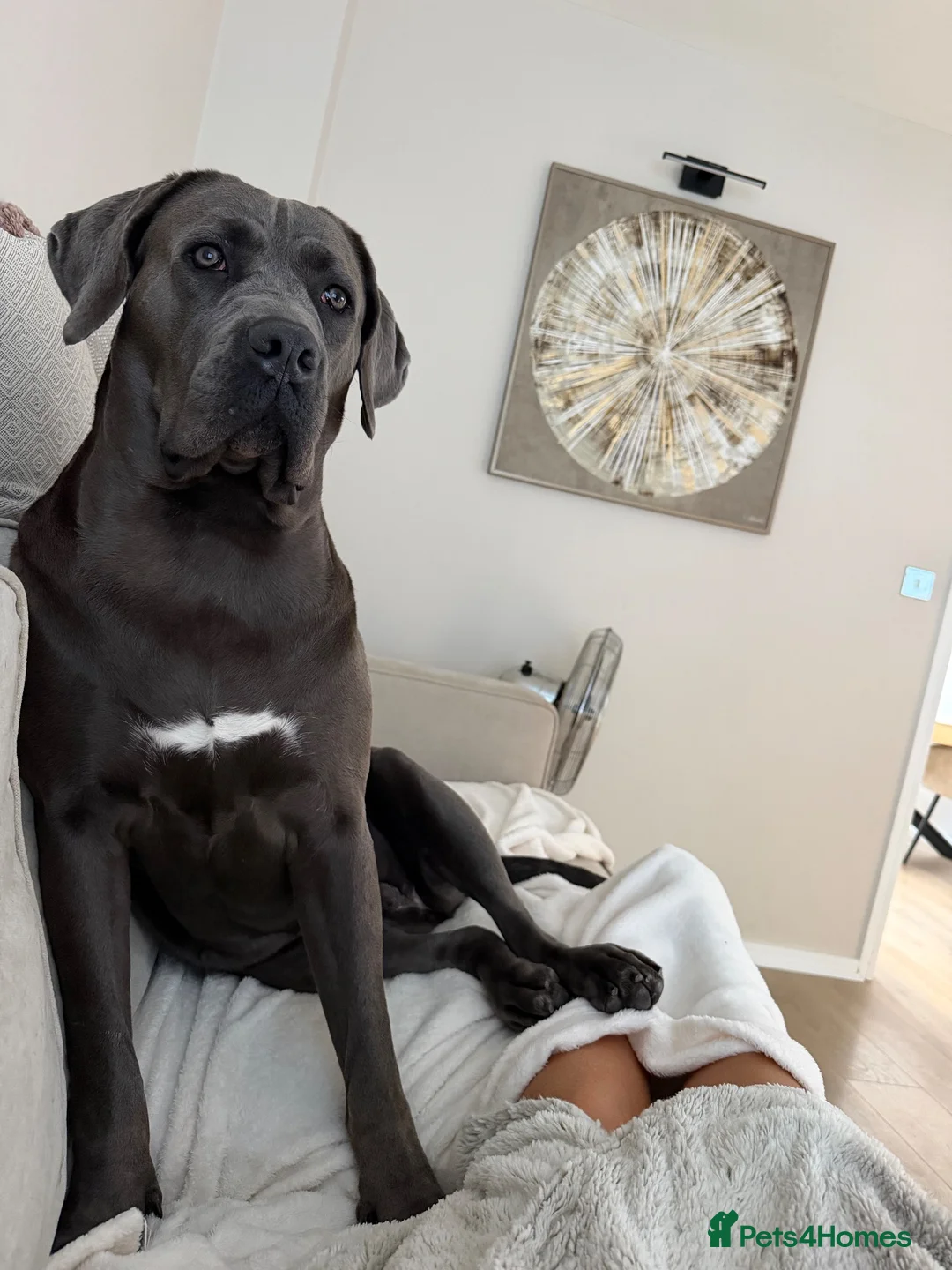 Cane Corso dogs for sale: Female Cane Corso Rehoming  - Advert 2