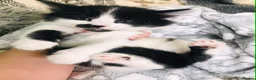 Mixed Breed cats for sale: Turkish angora kitten  - Advert 3