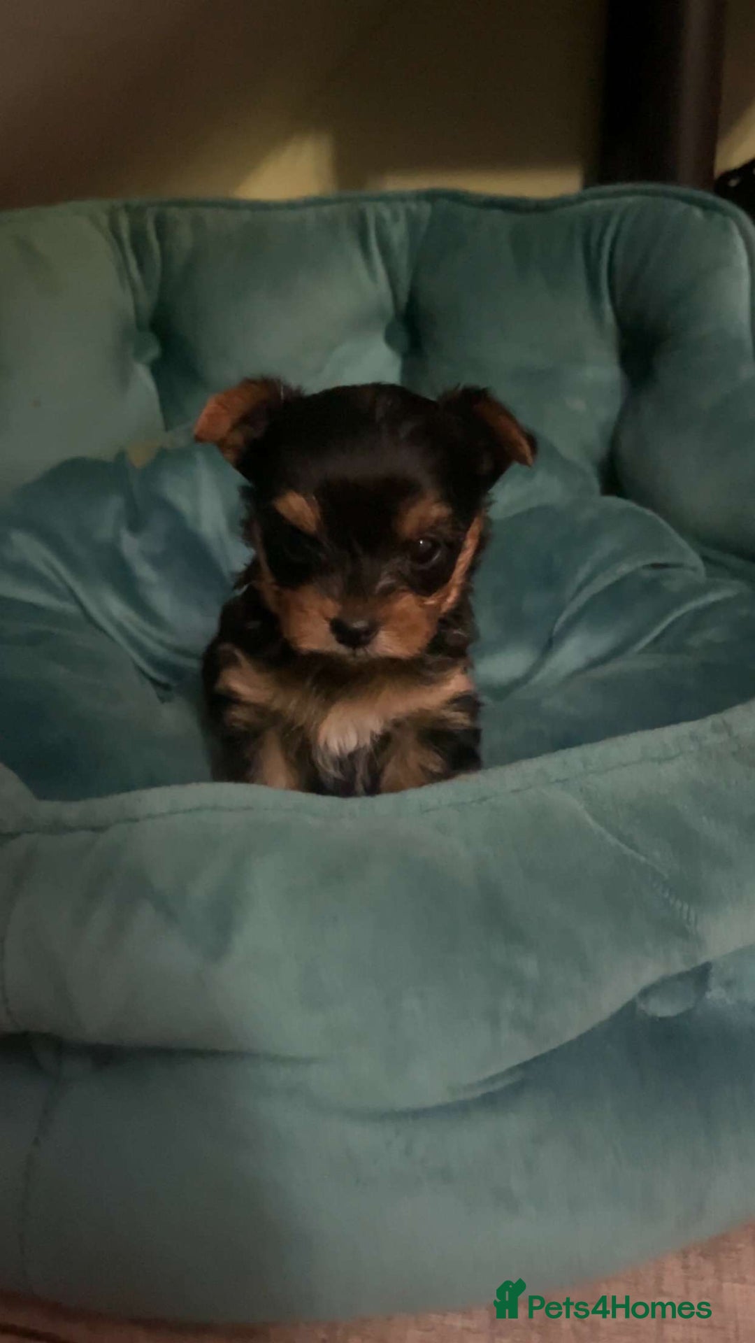 Yorkshire Terrier dogs for sale: 6 weeks 3 Miniature yorkshire terrier pupps - Advert 2