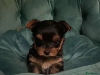 Yorkshire Terrier dogs 6 weeks 3 Miniature yorkshire terrier pupps - Advert 1