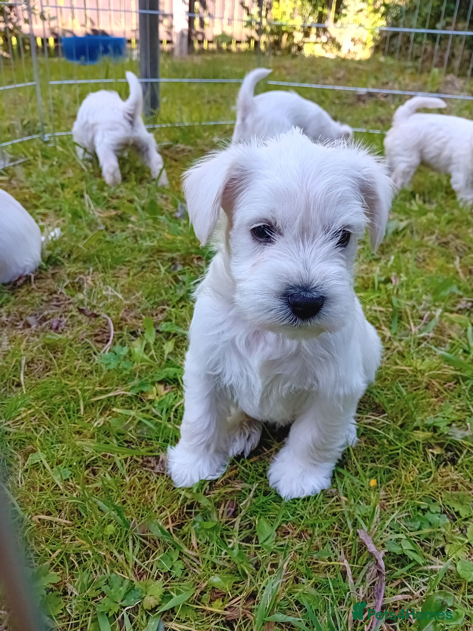 Miniature Schnauzer dogs 3Champion Bloodline White Miniature Schnauzers  - Advert 1