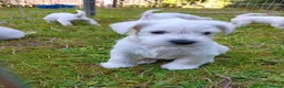 Miniature Schnauzer dogs for sale: Champion Bloodline White Miniature Schnauzers  in Preston - Advert 5