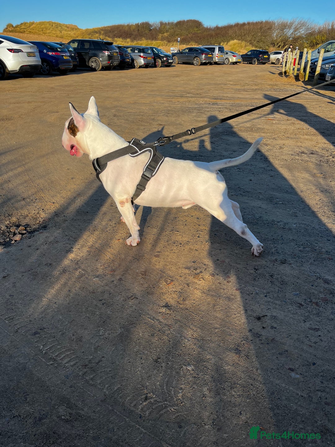 English Bull Terrier dogs for stud: Amazing boy for stud in Liverpool - Advert 6