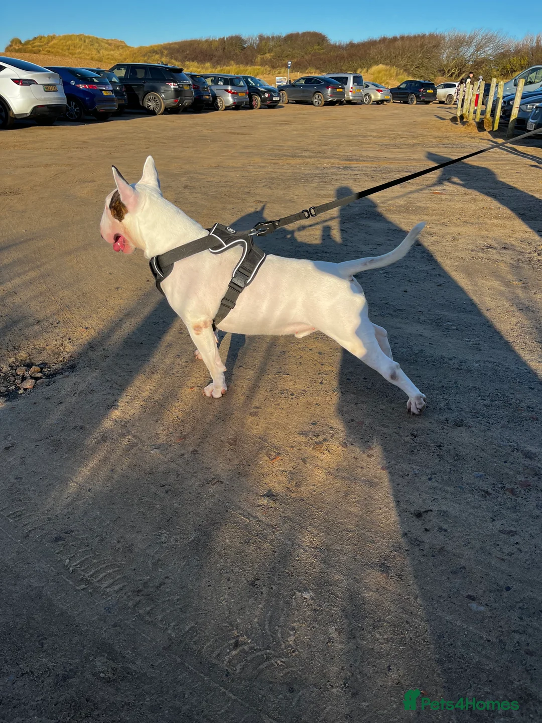 English Bull Terrier dogs for stud: Amazing boy for stud in Liverpool - Advert 6