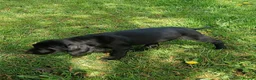 Pointer dogs for sale: HPR Puppies - Friendly ready Soon - Advert 6