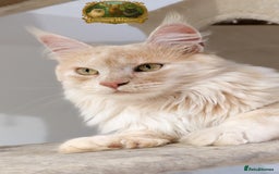 Maine Coon cats for stud: High Red Smoke 66/66 Polydactyl Champion Lines - Advert 4