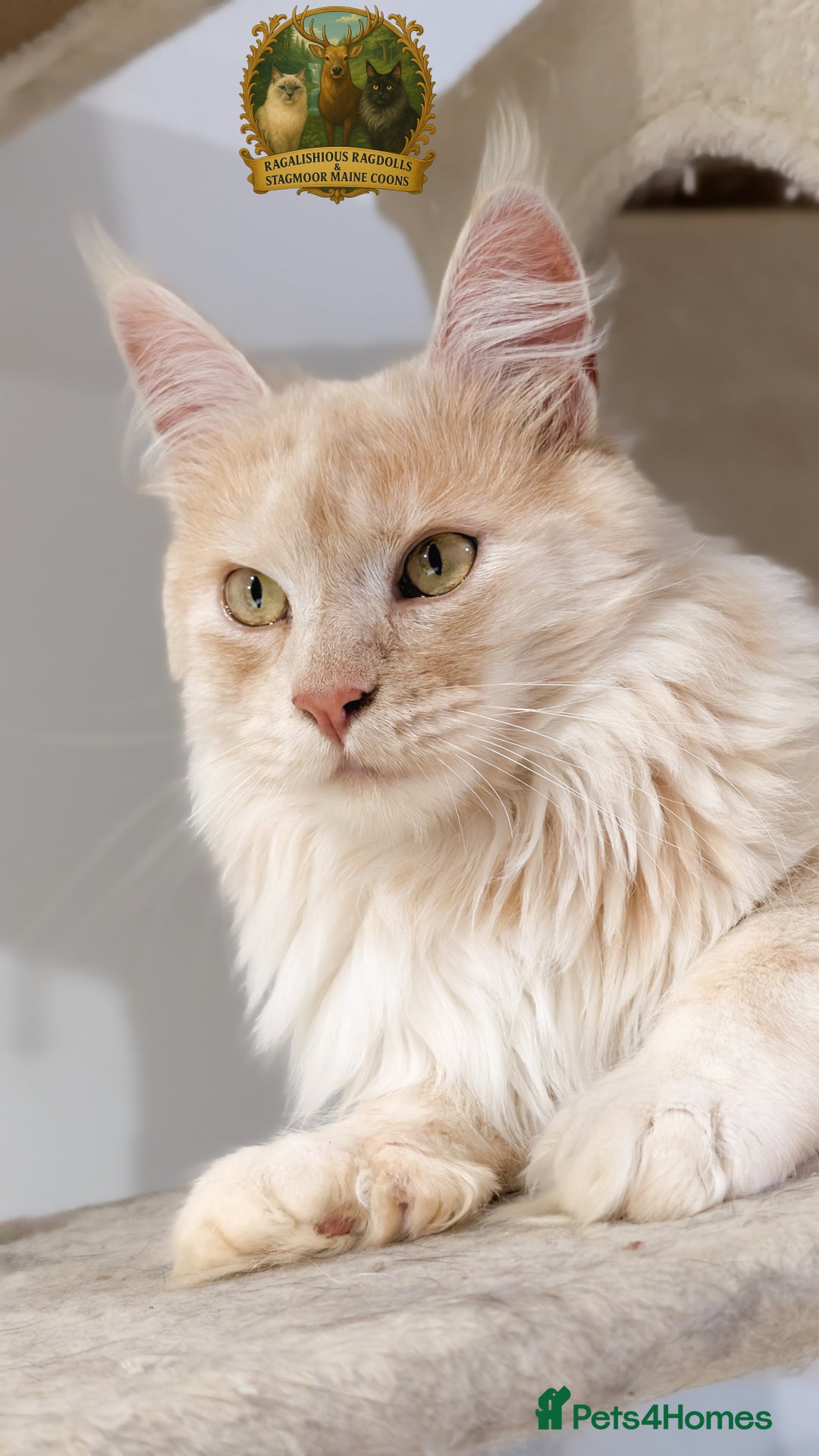 Maine Coon cats for stud: High Red Smoke 66/66 Polydactyl Champion Lines - Advert 4