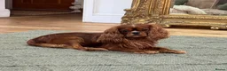 Cavalier King Charles Spaniel dogs for stud: Donnajays 5⭐️health tested proven  - Advert 7