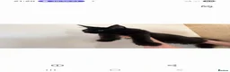 Maine Coon cats for sale: Black smoke big size registered  maine coon kitten - Advert 2