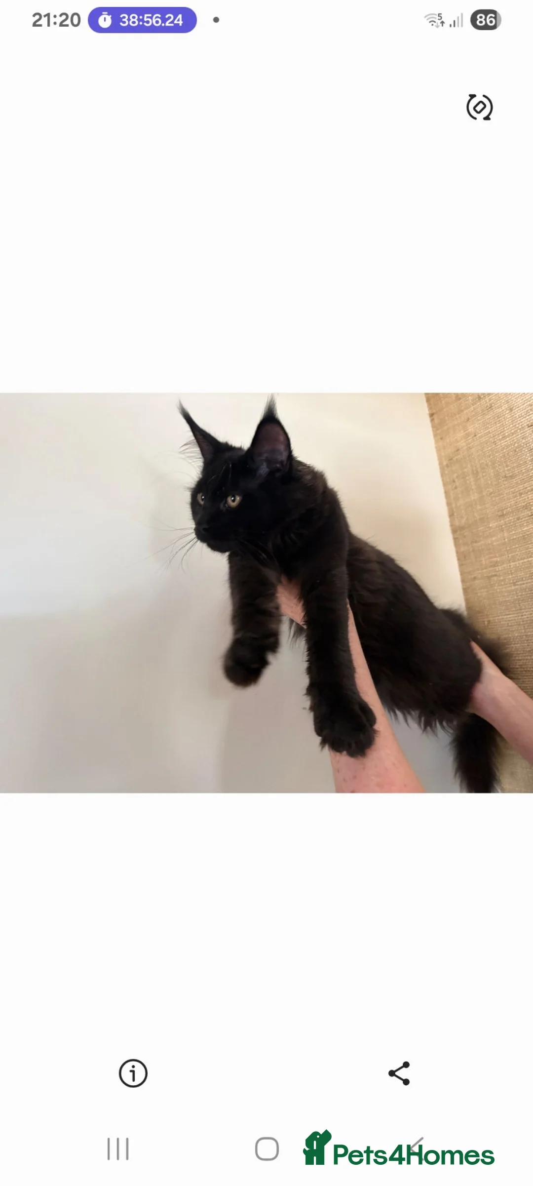 Maine Coon cats for sale: Black smoke big size registered  maine coon kitten - Advert 2