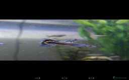 Live Bearers fish for sale: Female and baby fantail guppies.  in Warwick - Image 3