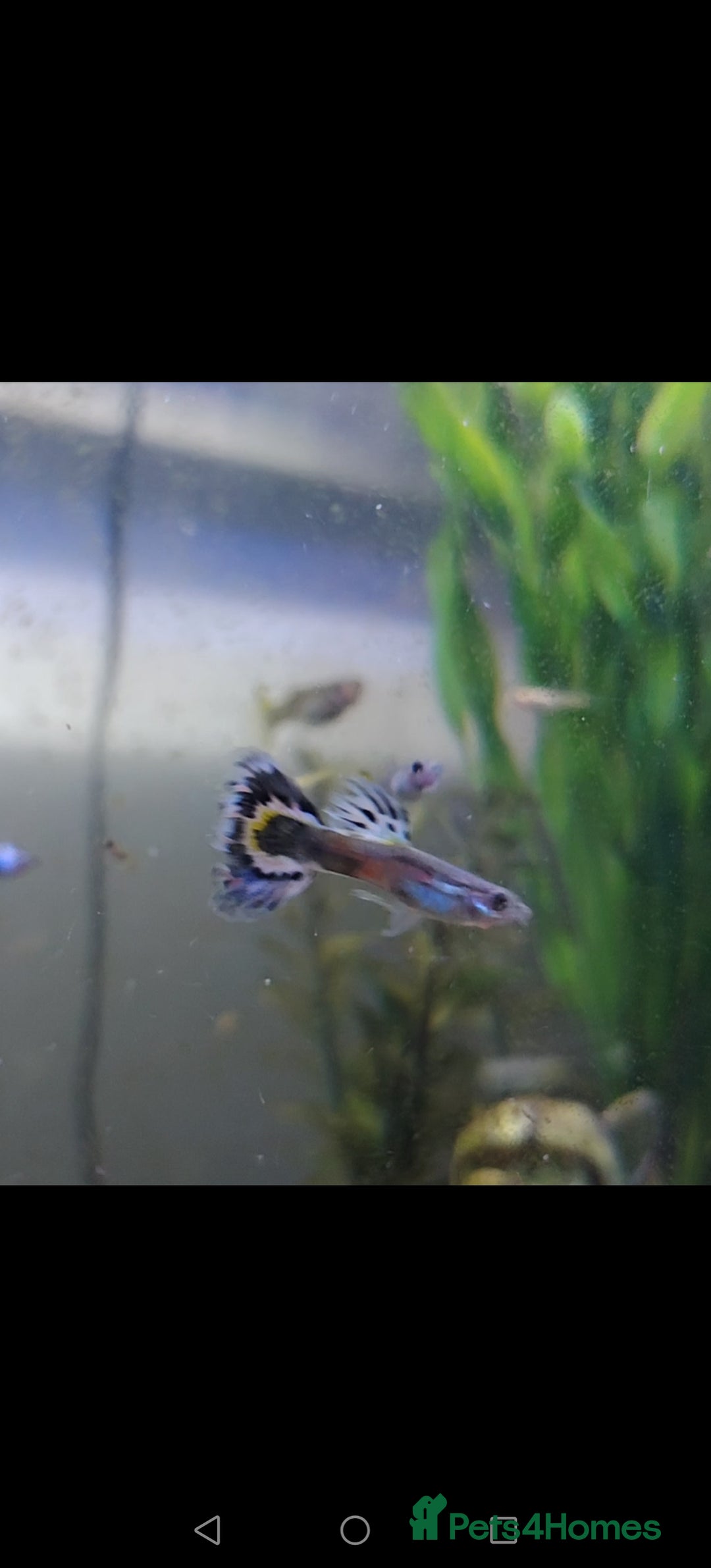 Live Bearers fish for sale: Female and baby fantail guppies.  in Warwick - Image 3
