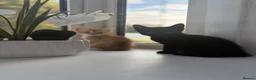 Mixed Breed cats for sale: Kittens looking for a lovely family  - Advert 8