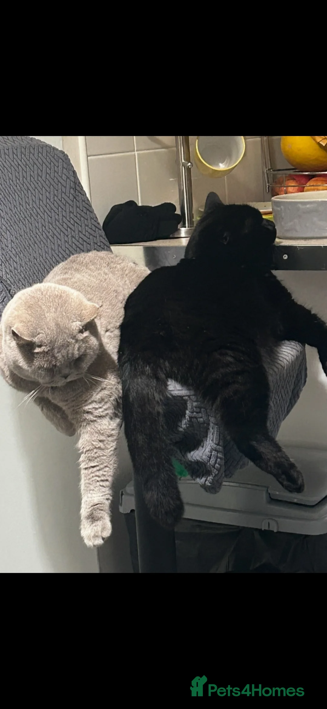 British Shorthair cats for sale: 🐾British short hair girl 🐾 - Advert 8