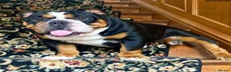 English Bulldog dogs for sale: Two English bulldogs  - Advert 7