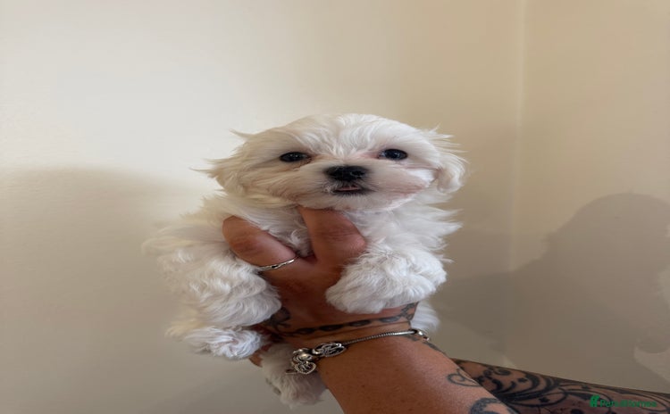 Maltese dogs - Advert 6