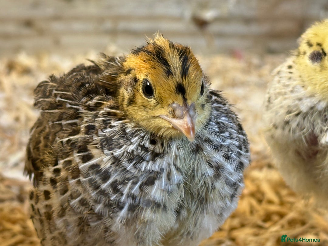 Quail poultry for sale: 🚨 COTURNIX QUAIL AVAILABLE NOW! 🐣🐥 - Image 12