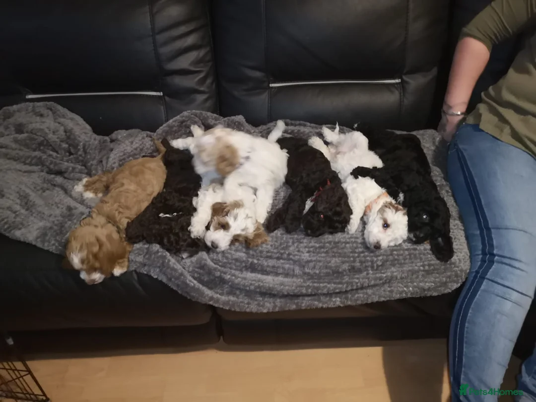 Miniature Poodle dogs for stud: Miniture Poodle for stud - SHORT NOTICE AVAILABLE in Coalville - Advert 24