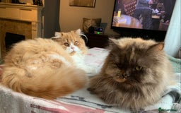 British Longhair cats for sale: British long hair female  - Image 4