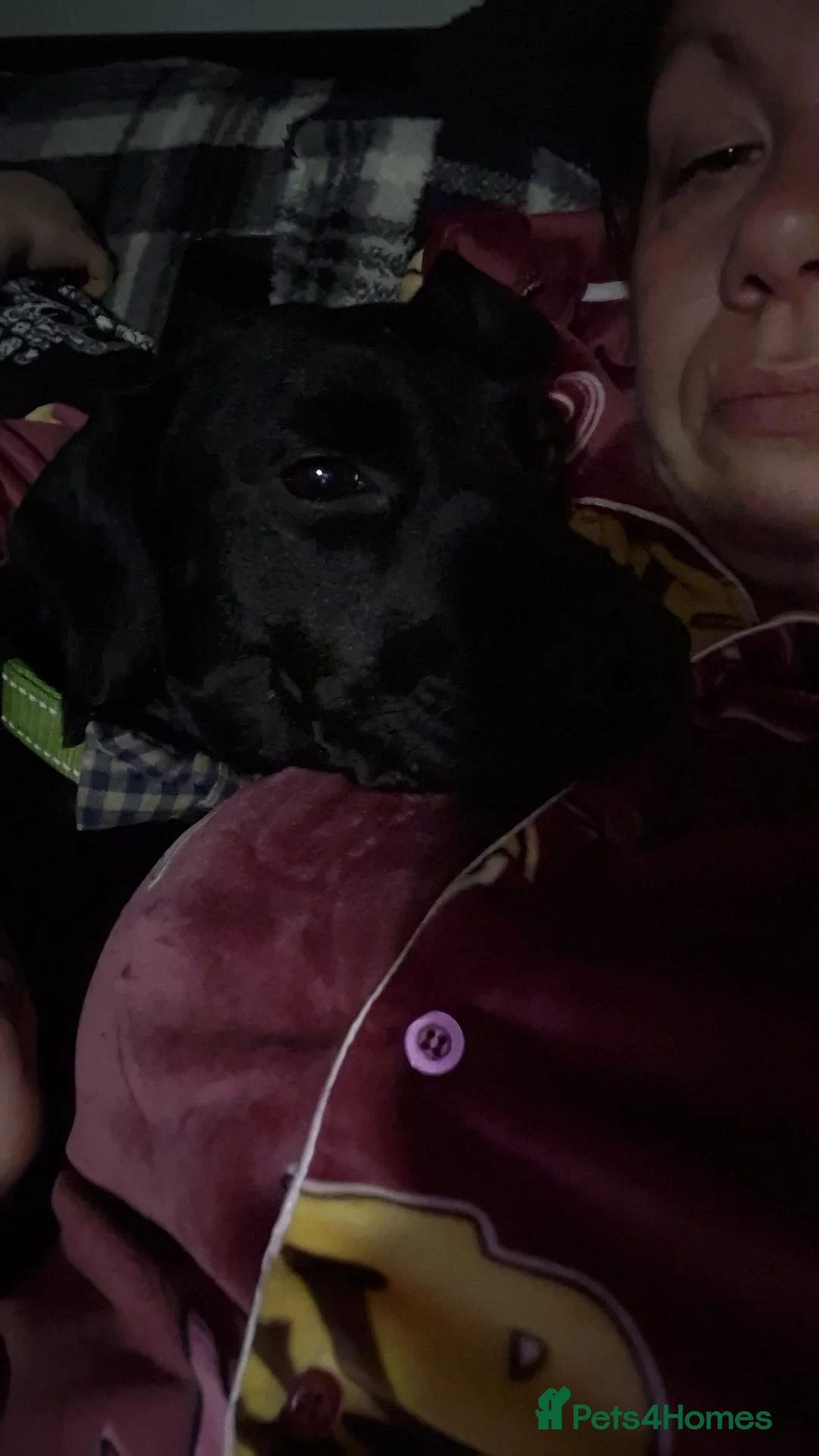Mixed Breed dogs for sale: Patterdale - Advert 4