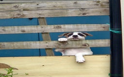 Mixed Breed dogs for sale: 🐶 Staffy x Japanese Akita Puppies 🐶 in Weston-super-Mare - Image 13