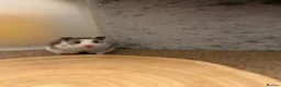 Hamster rodents for sale: Beautiful Tame Female Syrians  - Advert 2