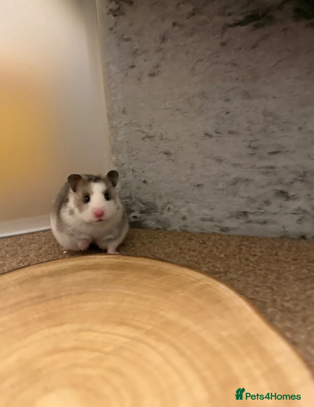 Hamster rodents for sale: Beautiful Tame Female Syrians  - Advert 2