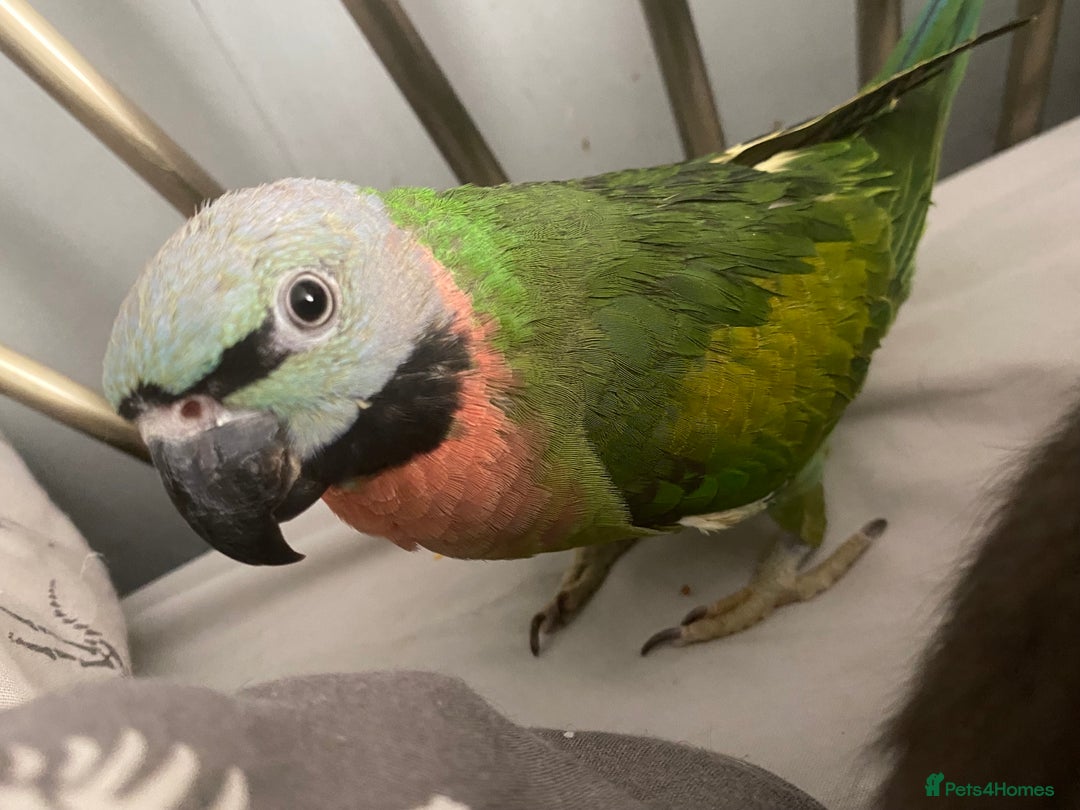 Parakeets birds for sale: Moustache Parakeet - Image 1