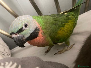 Parakeets birds - Advert 26