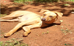 Mixed Breed dogs for adoption: Burton is looking for a home - Image 1