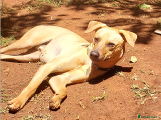 Mixed Breed dogs - Advert 7