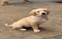 Golden Retriever dogs for sale: KC Registered Golden Retrievers puppies. - Image 5