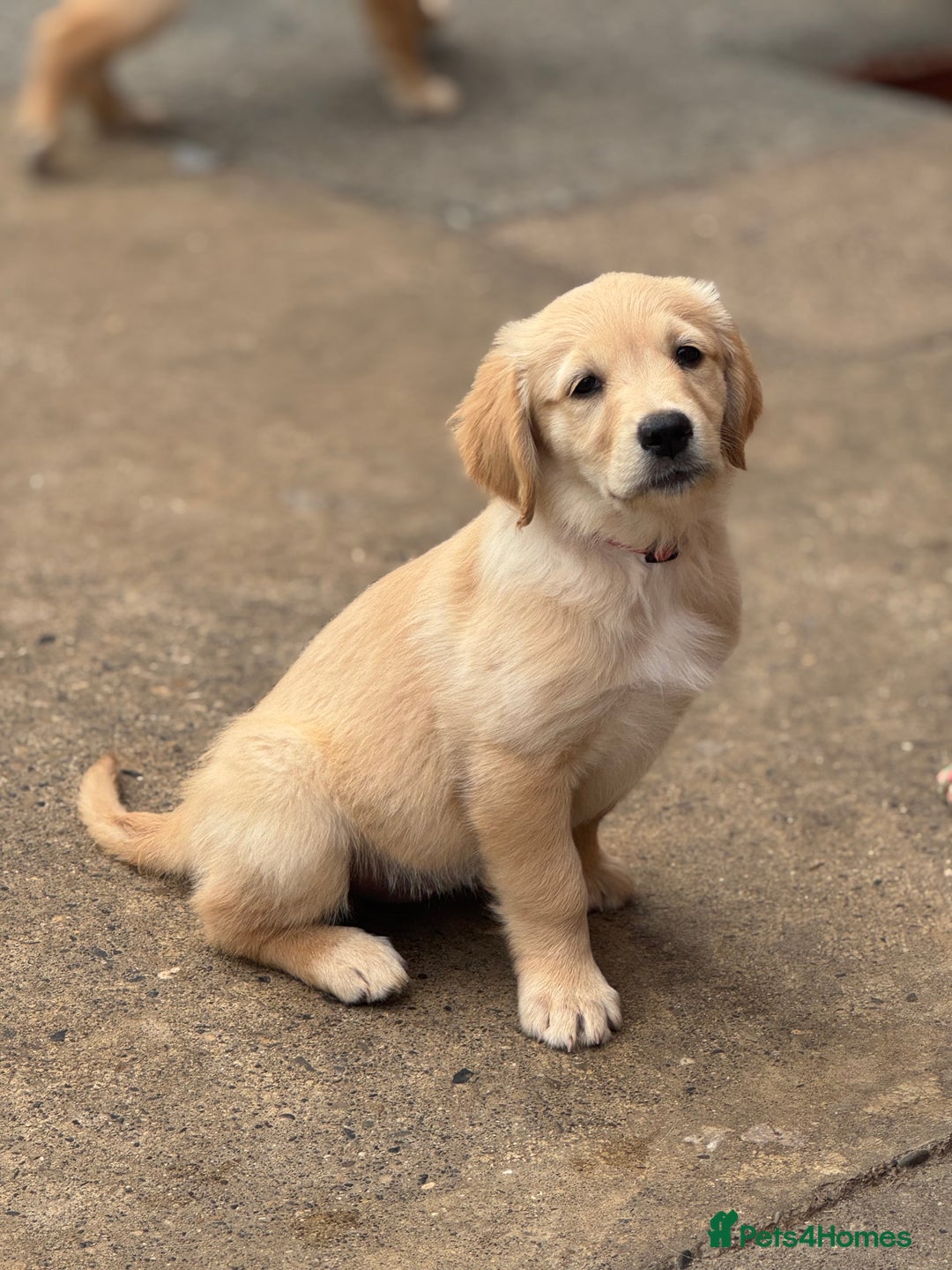 Golden Retriever dogs for sale: KC Registered Golden Retrievers puppies. - Image 5